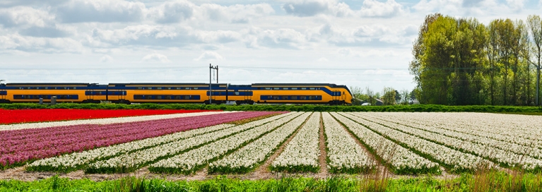 A yellow and blue train cuts across rows of tulip fields